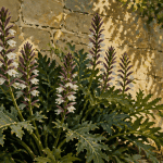 acanthe plante floraison devant mur pierre