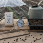 Quand planter betterave : 10°C au sol et semis