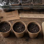 Quand semer graines de tomates : godets de semis