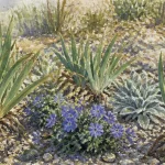 Que mettre au pied des iris : lavande, sauge et paillage drainant en graviers