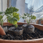 Quand planter geranium : godets de pélargoniums près d’une fenêtre avant les saints de glace