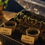 Quand semer les tomates avec la lune : lune montante pour semis, lune descendante pour repiquage