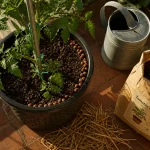 Comment cultiver des tomates en pot : 6 à 8 h de soleil
