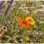 Attirer les pollinisateurs au jardin : fleurs locales et refuge en bois