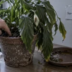 Spathiphyllum trop arrosé : terreau humide et pourriture des racines